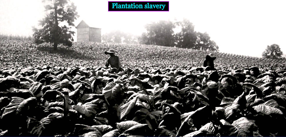 Tobacco plantations, 1800